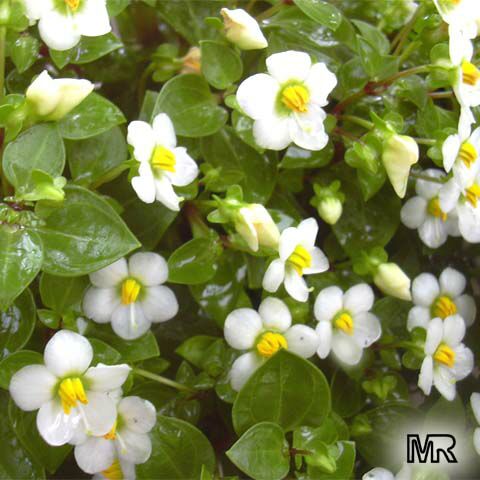 بنفشه ایرانی 